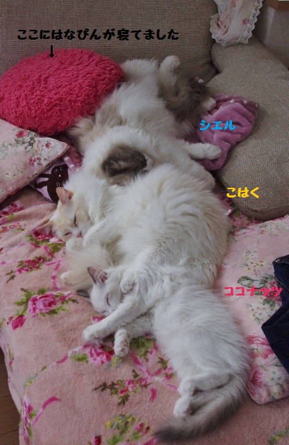団子IMGP6616