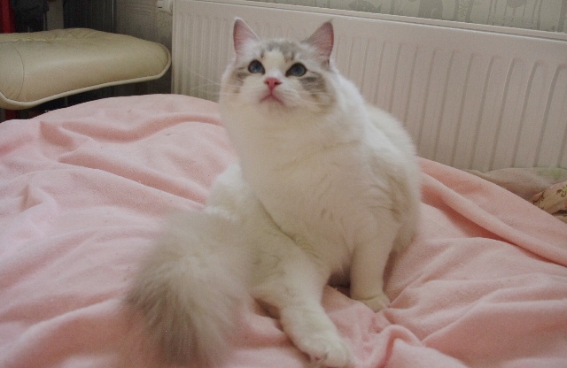 パールIMGP6664