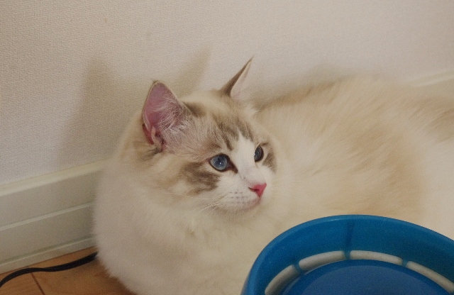 ぱーるIMGP7093