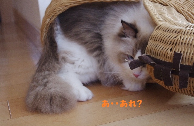 あめIMGP7187