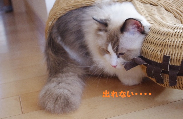 あめIMGP7188