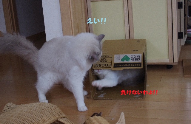 段ボールIMGP7484