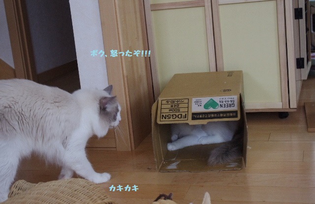 段ボールIMGP7485