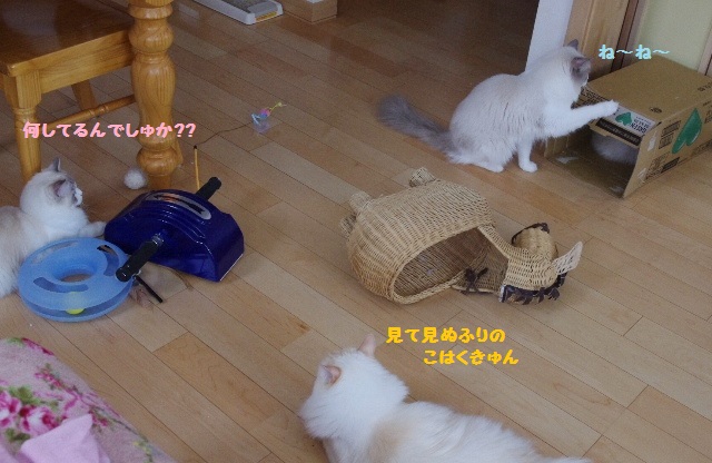 段ボールIMGP7487