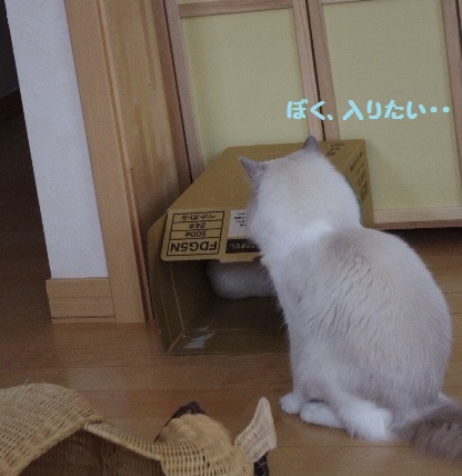 段ボールIMGP7488