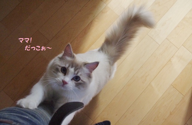 パールIMGP7740