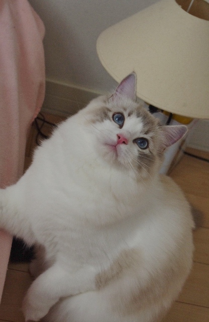 パールIMGP7739