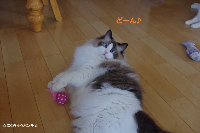 2014IMGP5416.jpg