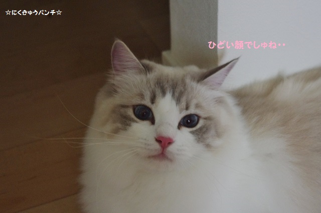 2014IMGP5460.jpg