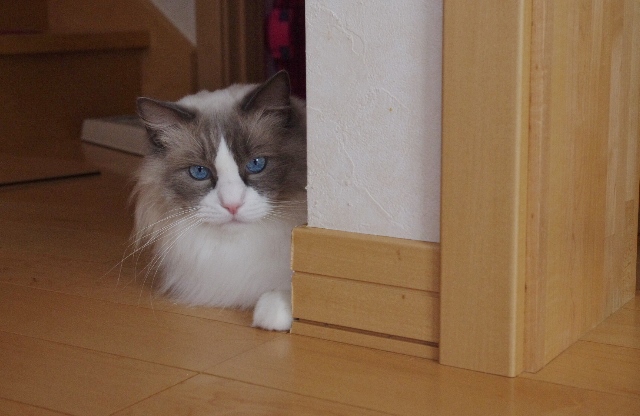2014IMGP6085.jpg