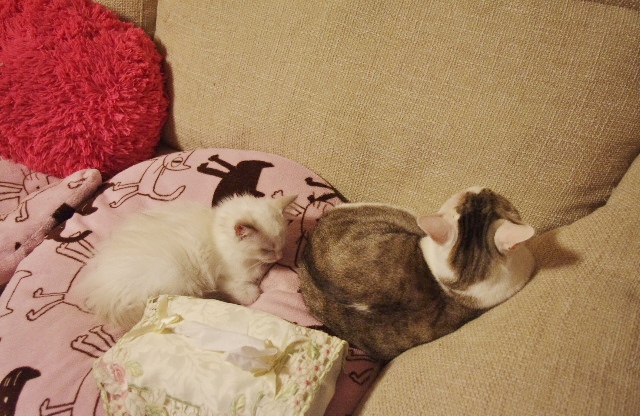 2014IMGP6118.jpg