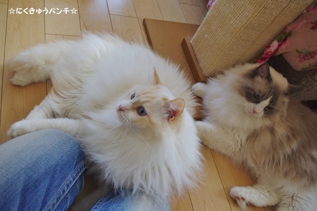 2014IMGP6836.jpg