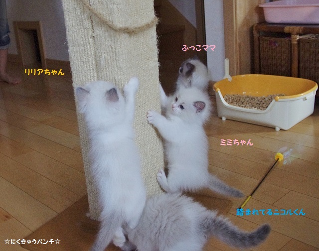 2014IMGP6854.jpg