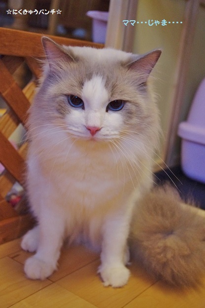 2014IMGP6940.jpg