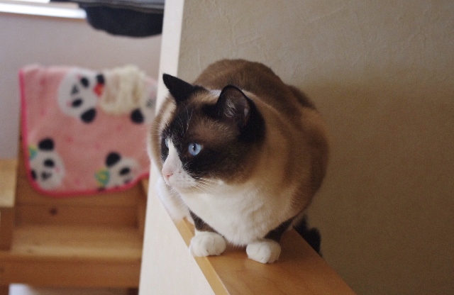 2014IMGP7105.jpg