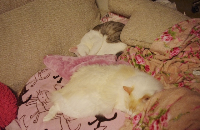 2014IMGP7112.jpg