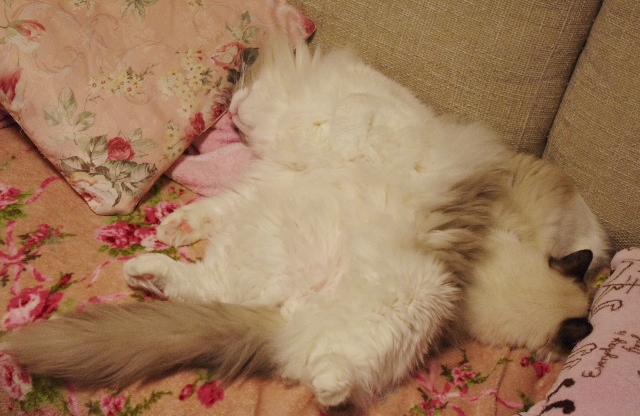 2014IMGP7113.jpg