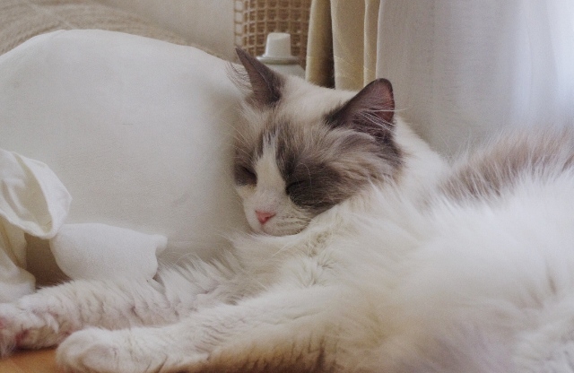 2014IMGP7495.jpg
