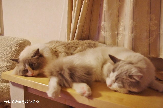 2014IMGP7602.jpg