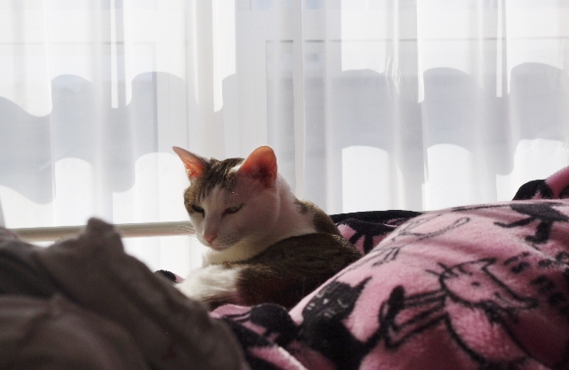 2014IMGP7742.jpg