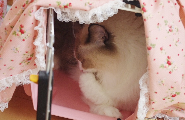 2014IMGP7754.jpg