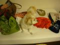 DSC00877.jpg