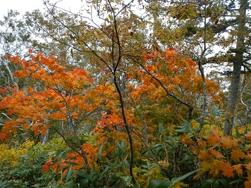DSCN6567.jpg