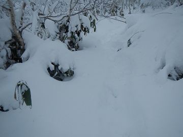 DSCN7387.jpg