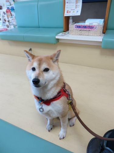 動物病院