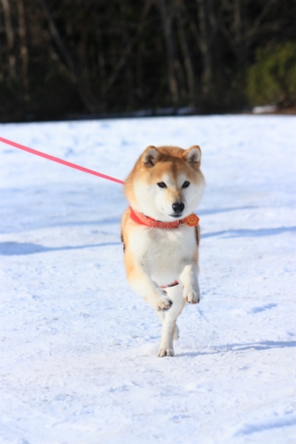 走る華