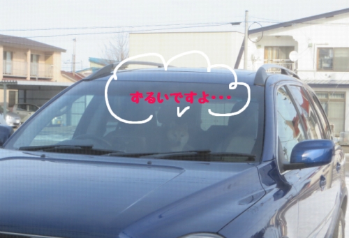 留守番だよ