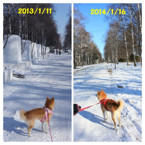 緑ヶ丘去年と今年