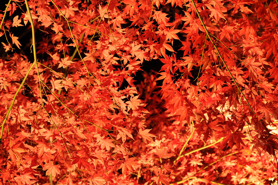 121128-216.jpg