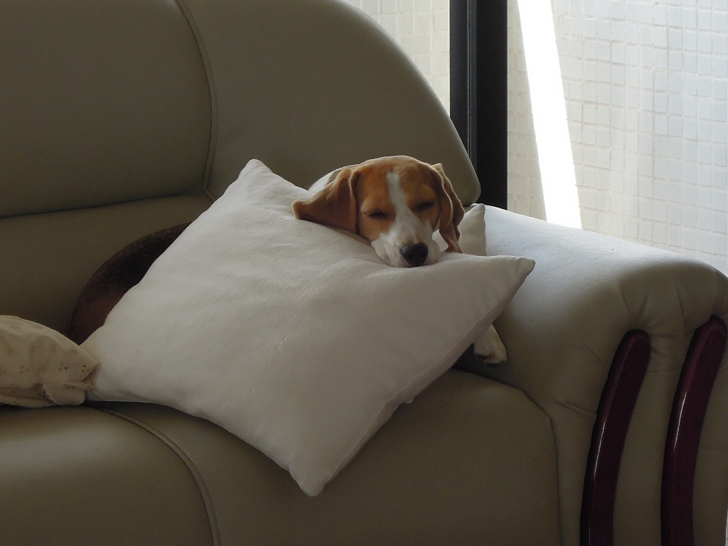 DSCN4657.jpg