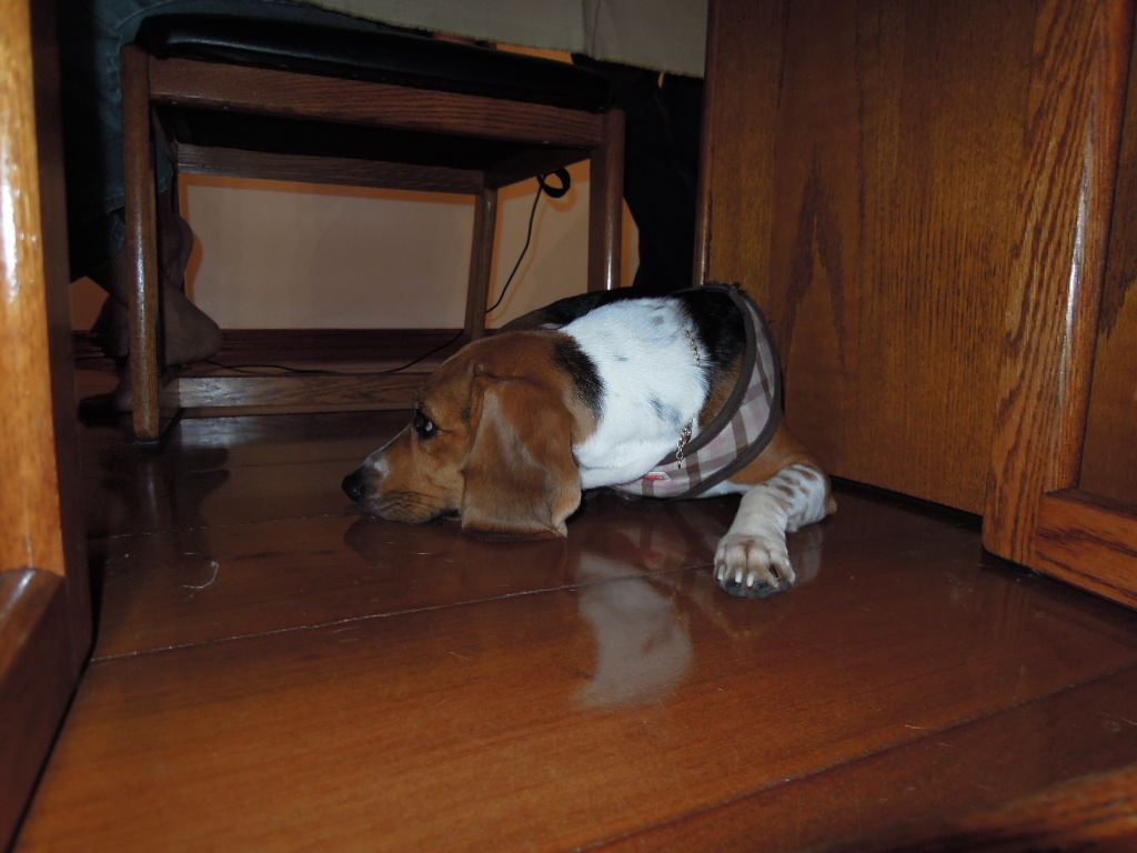 DSCN8100.jpg