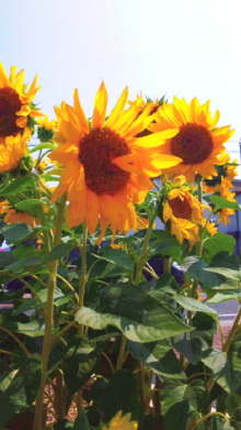 JACKPOT DAYS!! -poetrical rock n'roll and beat gallery--110705_141411.jpg