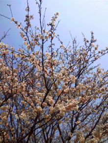 JACKPOT DAYS!! -poetrical rock n'roll and beat gallery--桜 満開.jpg