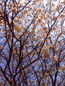JACKPOT DAYS!! -poetrical rock n'roll and beat gallery--桜 開花.jpg