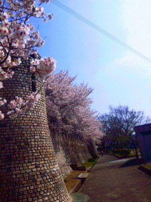 JACKPOT DAYS!! -poetrical rock n'roll and beat gallery--SAKURA.jpg