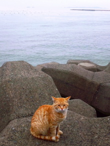 JACKPOT DAYS!! -poetrical rock n'roll and beat gallery--ノラネコ.jpg