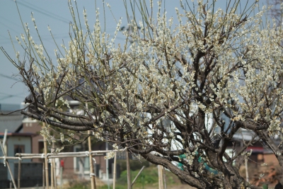 sakura8.jpg