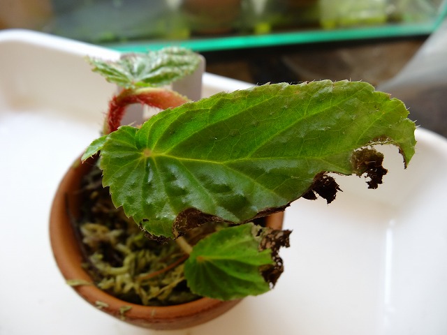 DSC03688.jpg