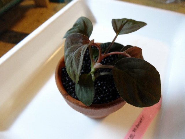 DSC03703.jpg