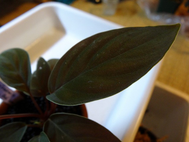 DSC03713.jpg