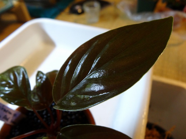 DSC03714.jpg