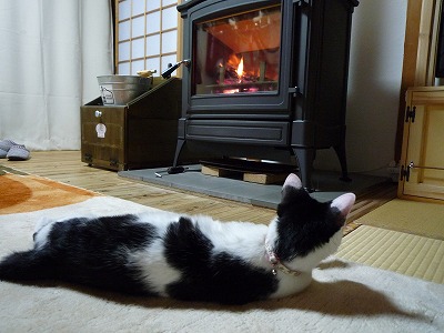 ねこ-1