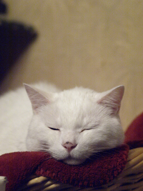 _A24941902.jpg