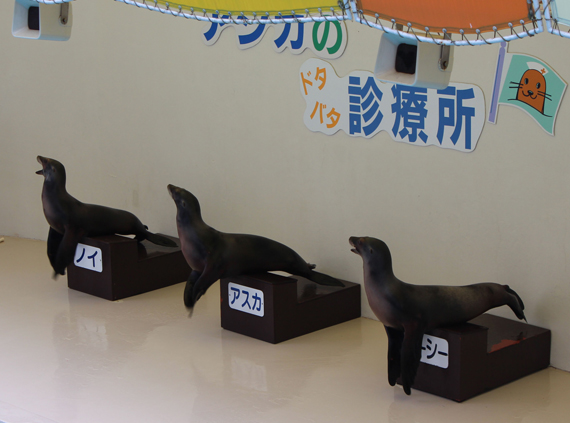 asika_20120426164640.jpg