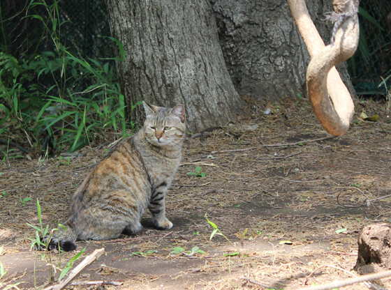 hogosyoku_20120509210122.jpg