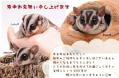 寒中見舞い